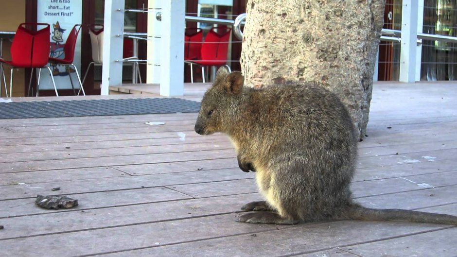 Кенгуру Квокка фото