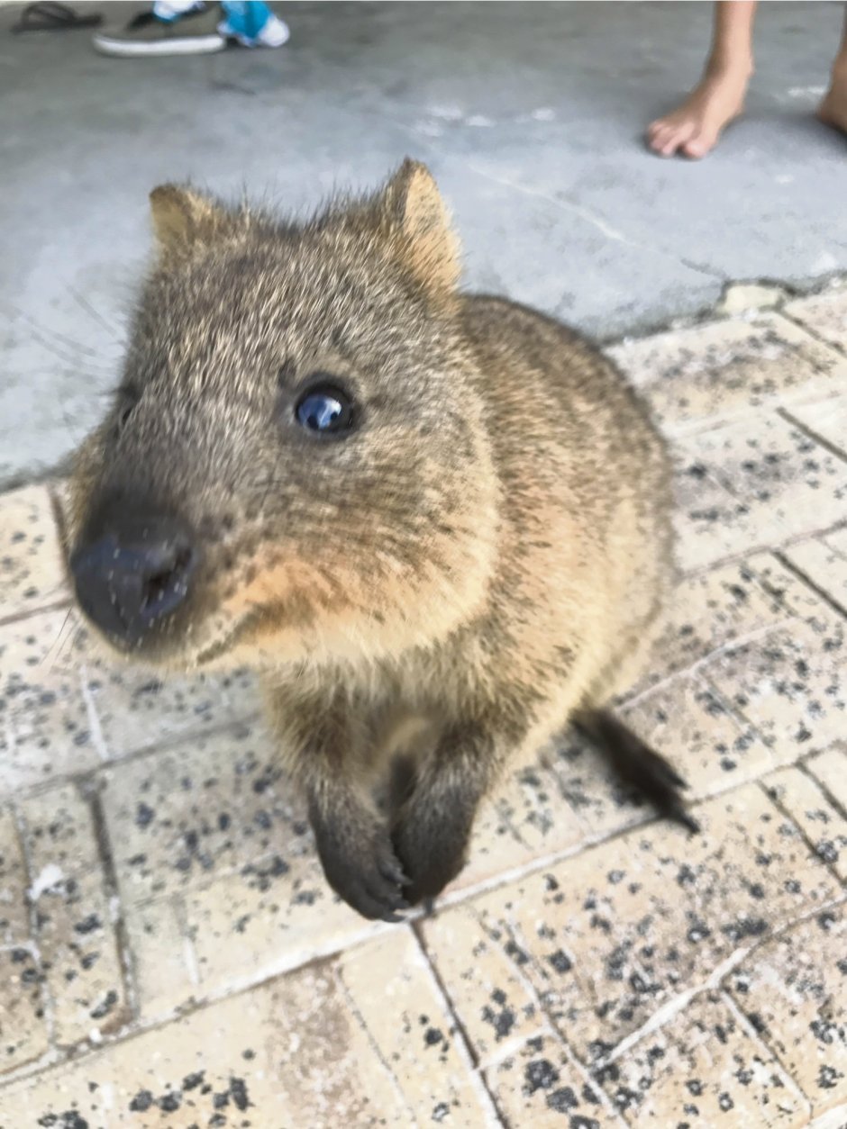 Квокка группа