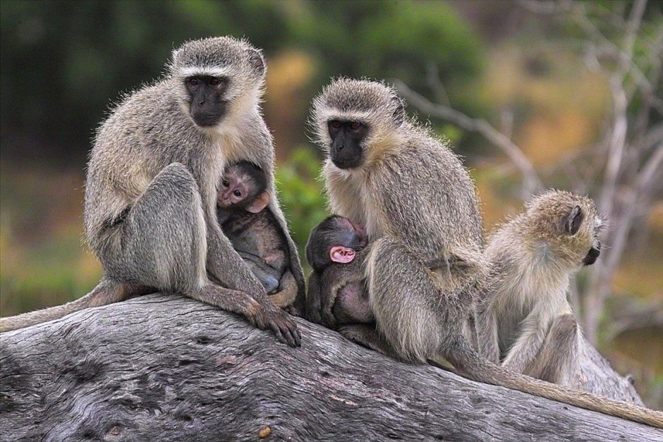Vervet Monkey