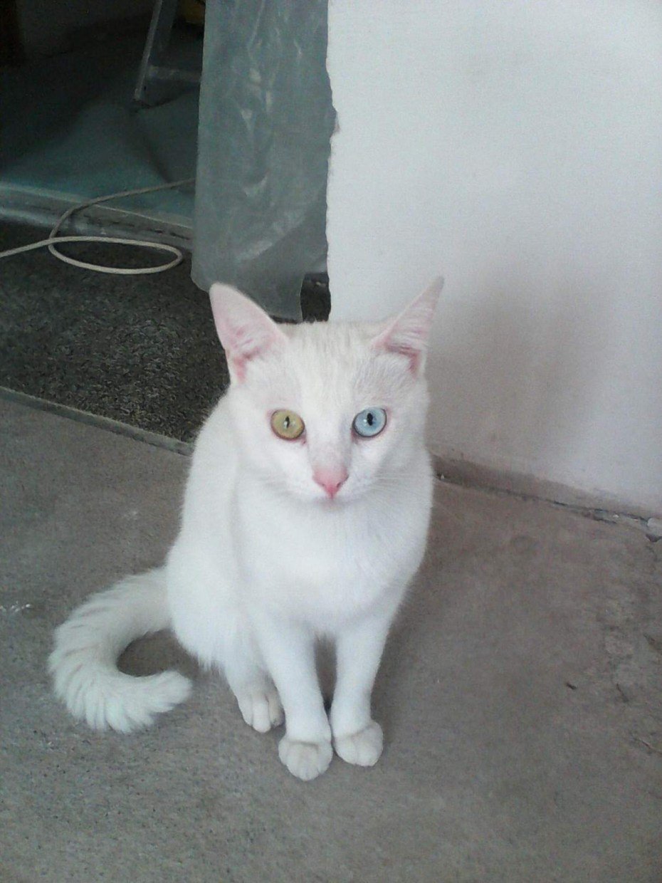 Ангорский гладкошерстный кот