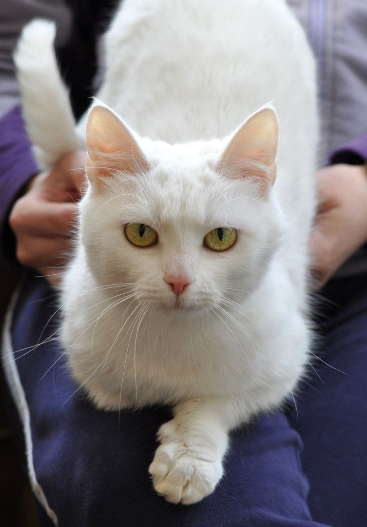 Турецкая ангора короткошерстная