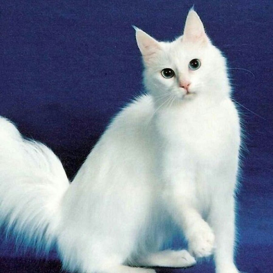 Ангорская Шотландская кошка