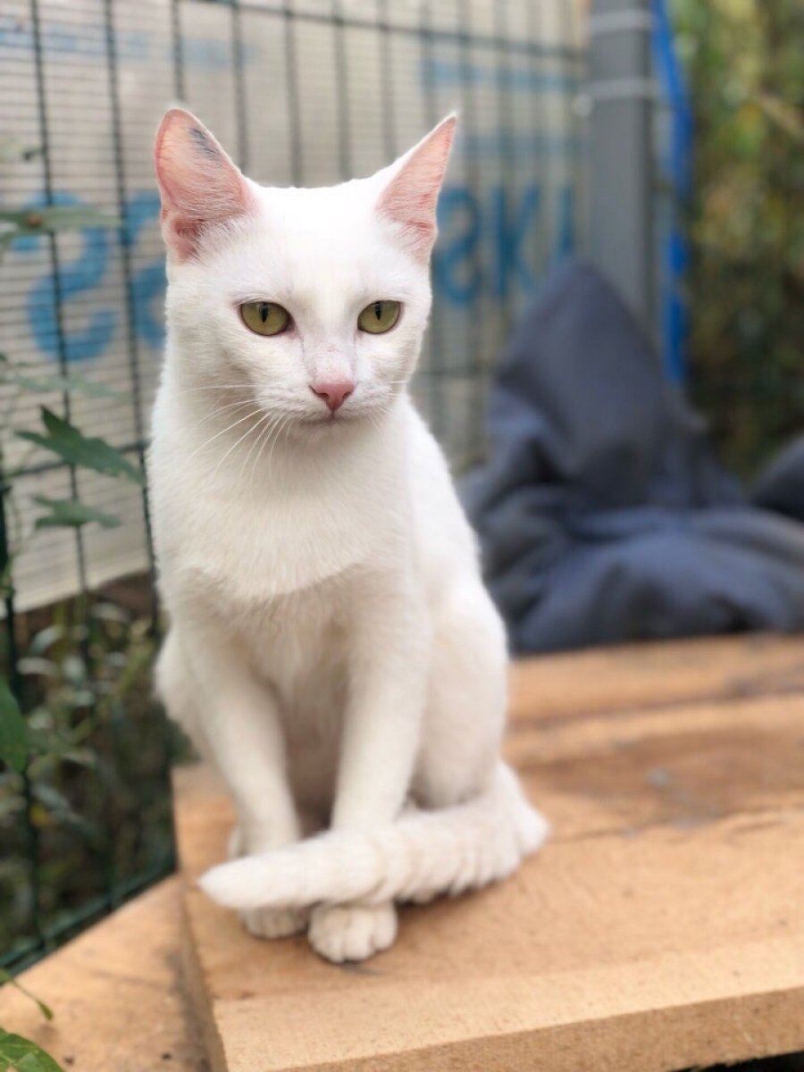 Белые коты гладкошерстные