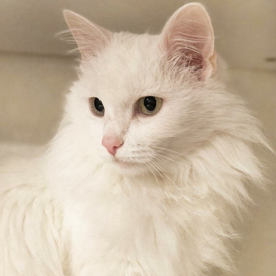 Турецкая ангора биколор