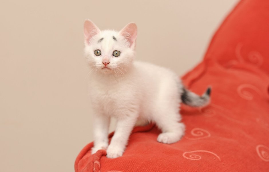 Турецкая ангора короткошерстная