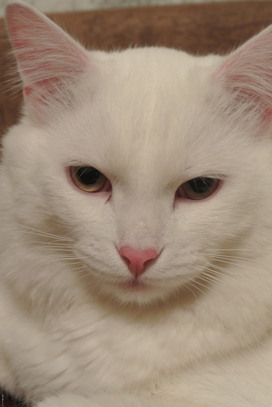 Ангорский кот белый гладкошерстный