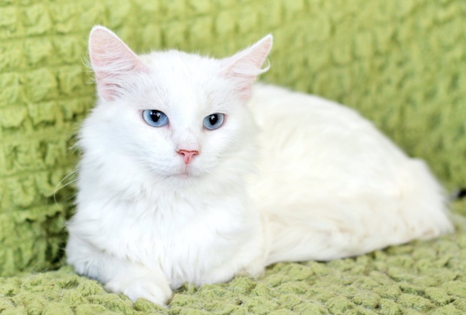 Ангорская кошка короткошерстная