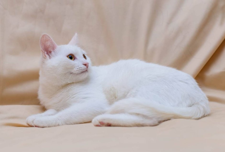 Ангорская кошка короткошерстная