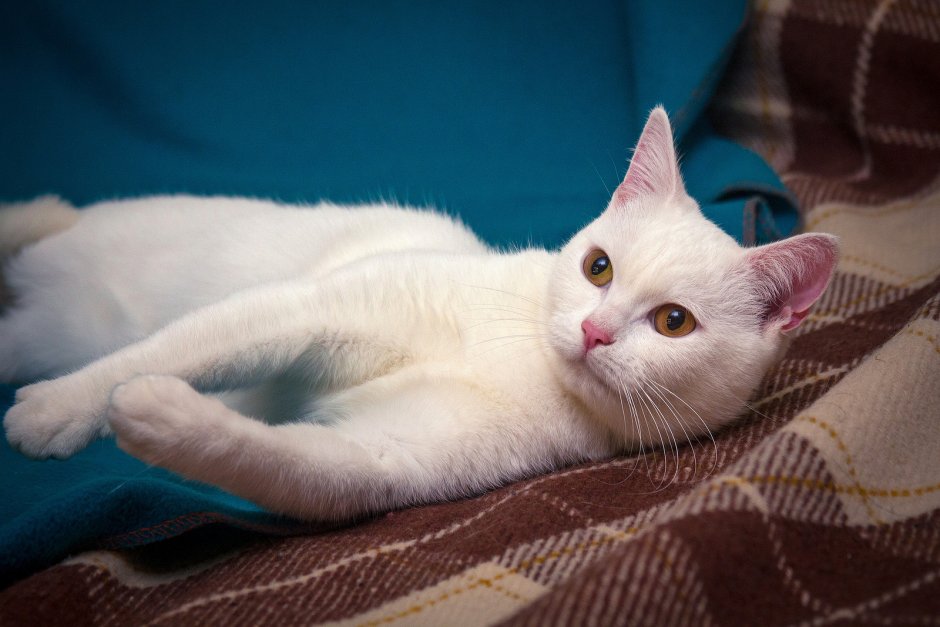 Анатолийская короткошерстная кошка белая