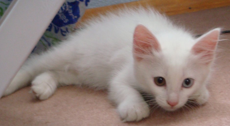 Турецкая ангора 4 месяца