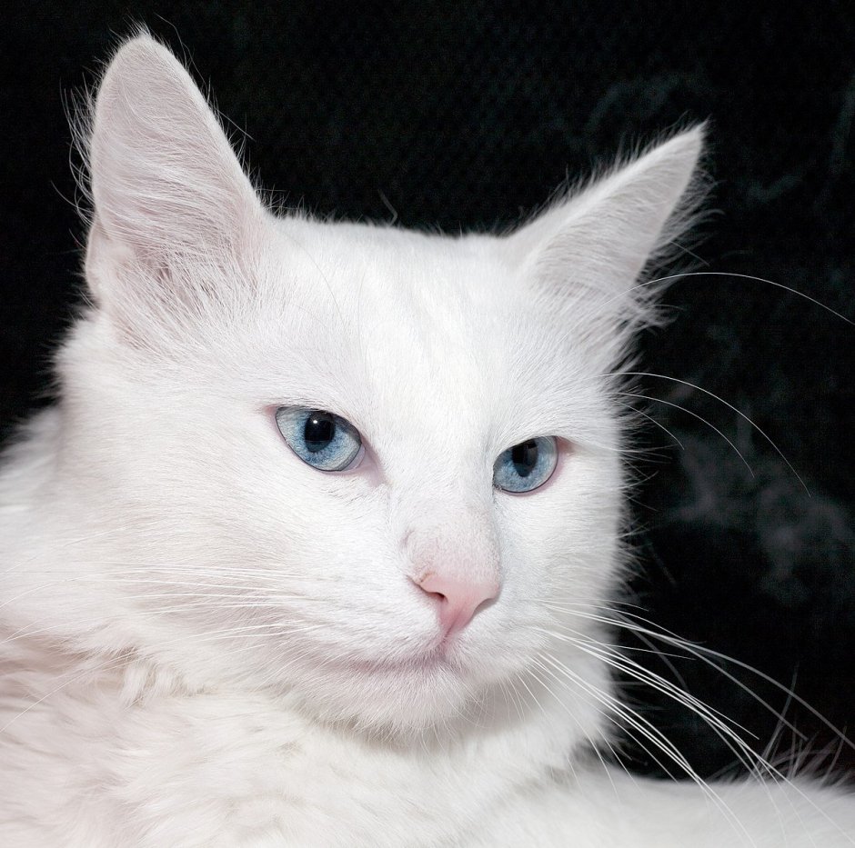 Турецкая ангора короткошерстная