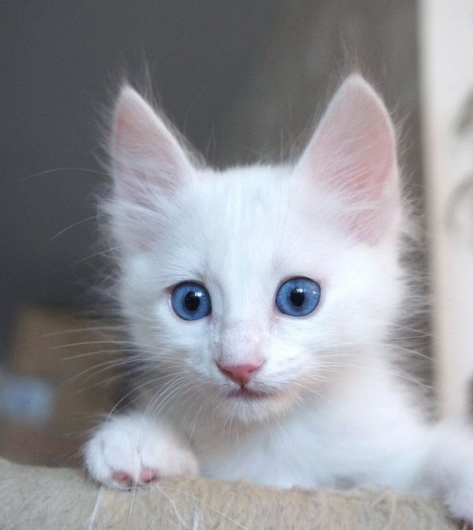 Турецкая ангора гладкошерстная разноглазая