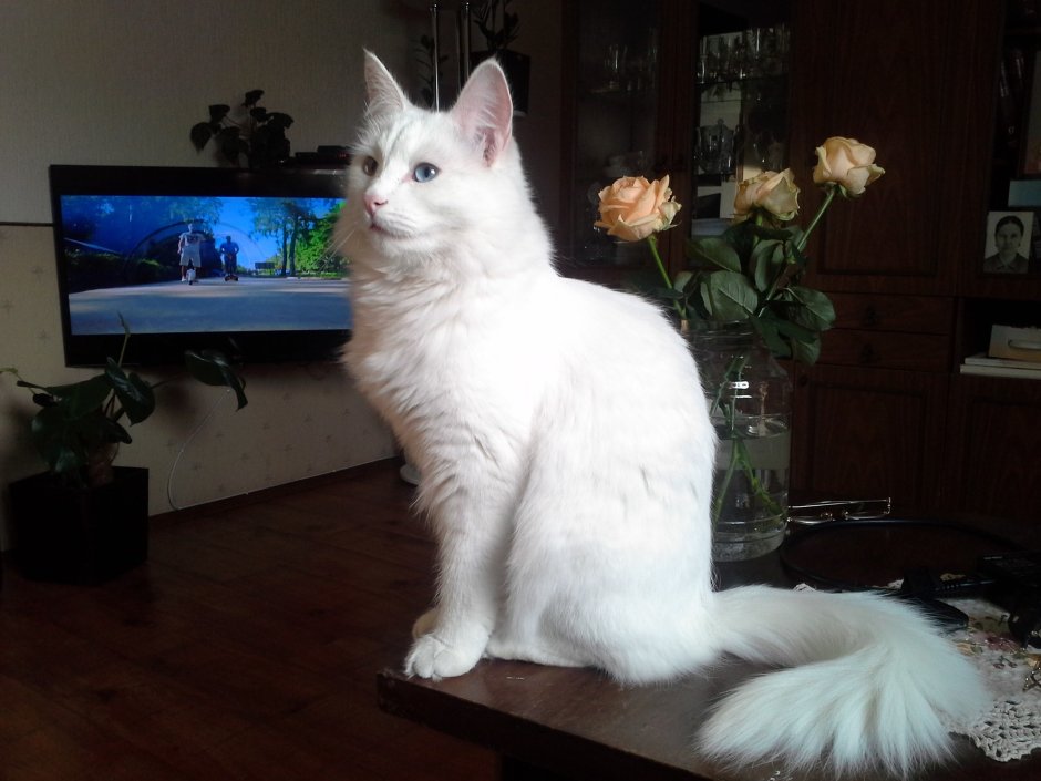 Турецкая ангора 4 месяца