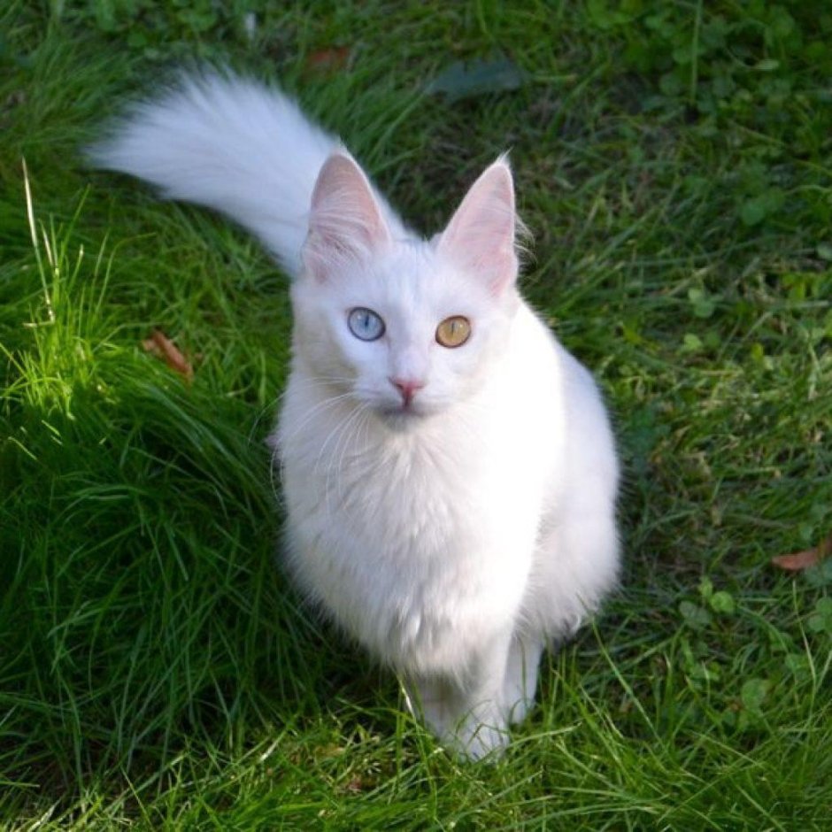 Анатолийская ангора