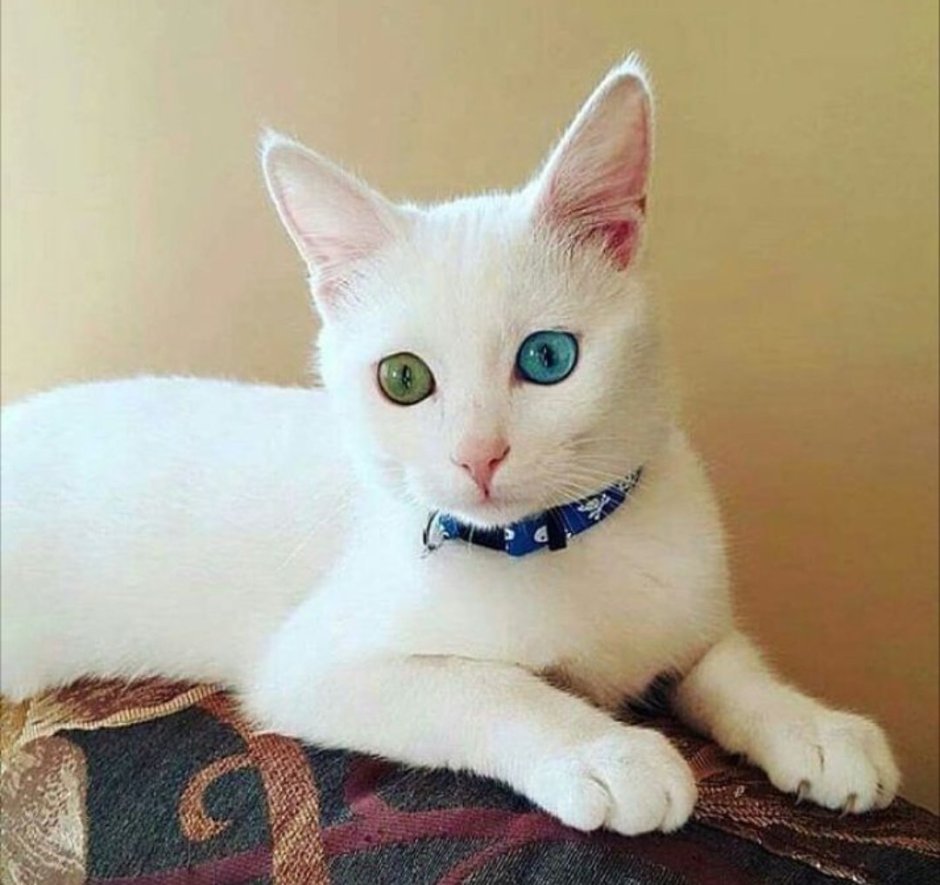 Турецкий Ван кедиси кошка