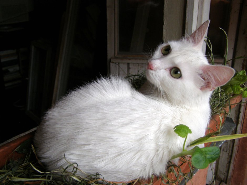 Мельница белая кошка