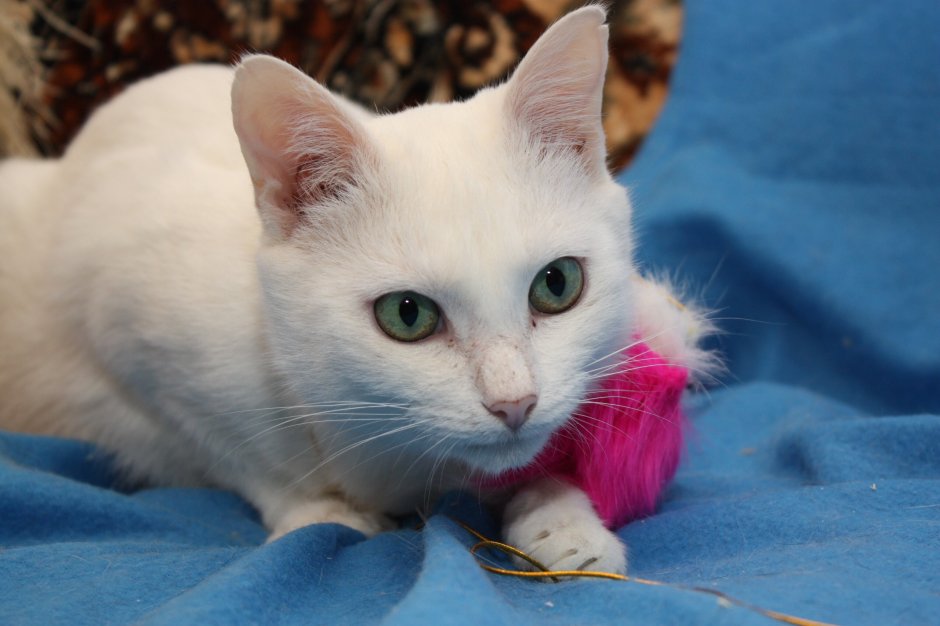 Белый гладкошерстный кот