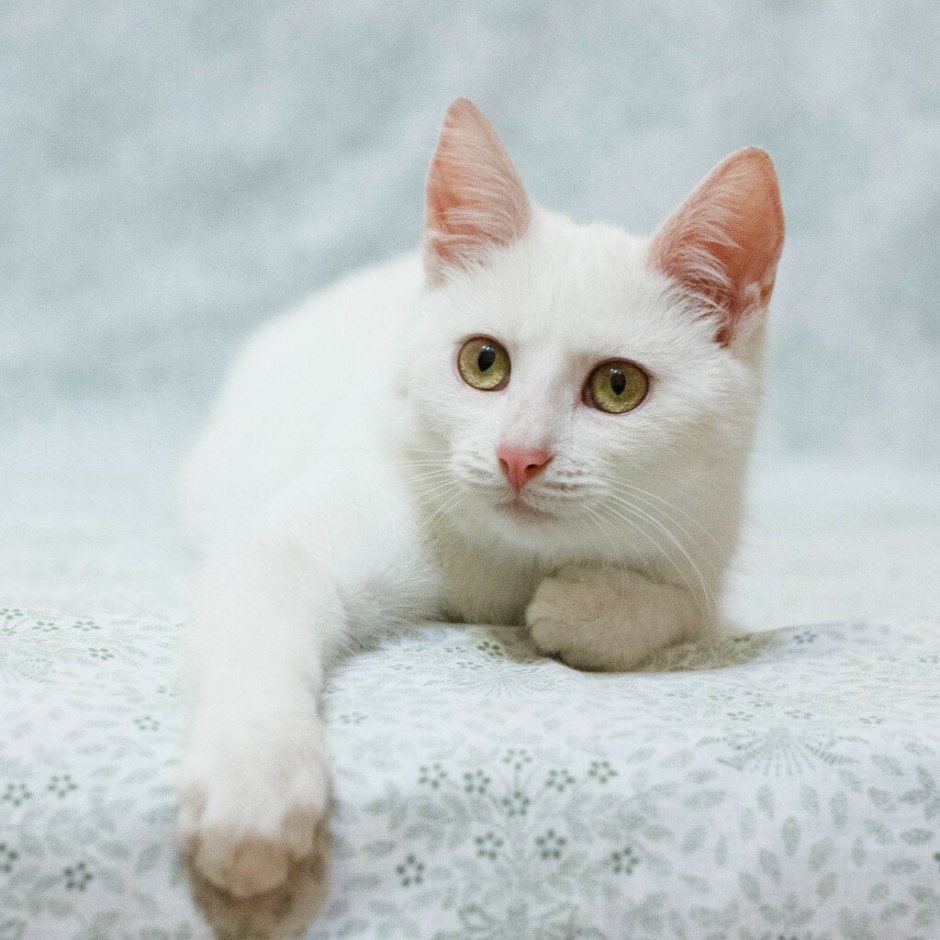 Турецкая ангора короткошерстная