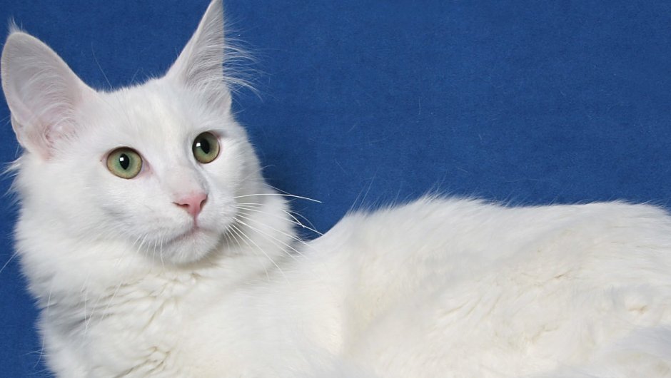 Русская белая кошка