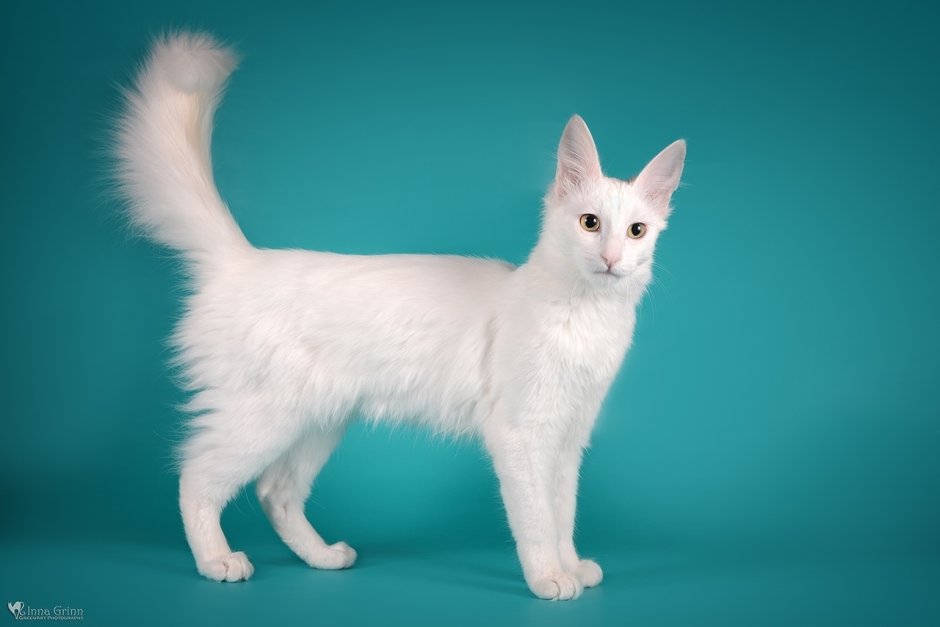 Турецкая ангора коротко