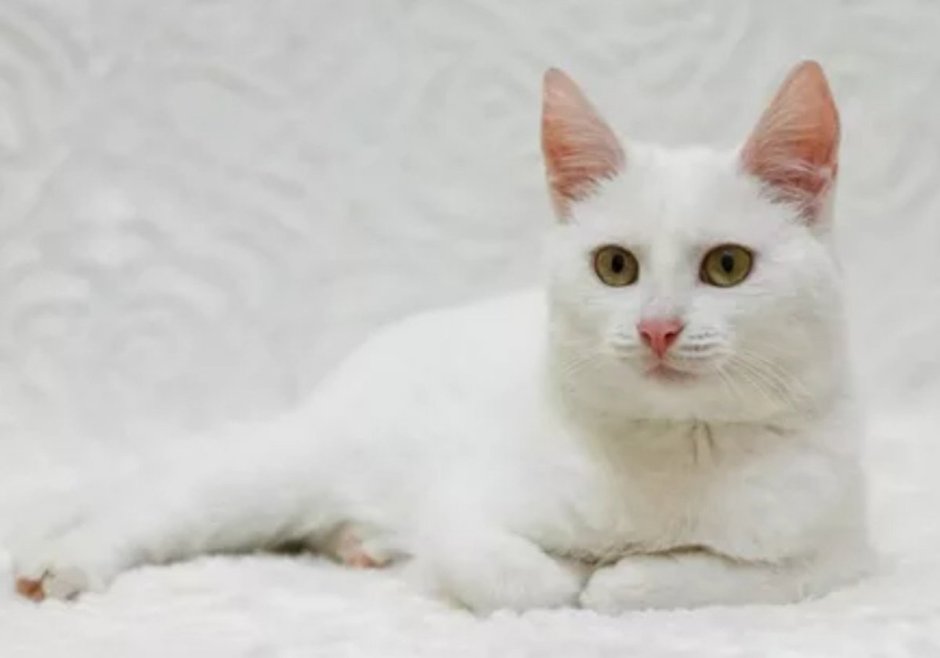Анатолийская короткошерстная кошка белая