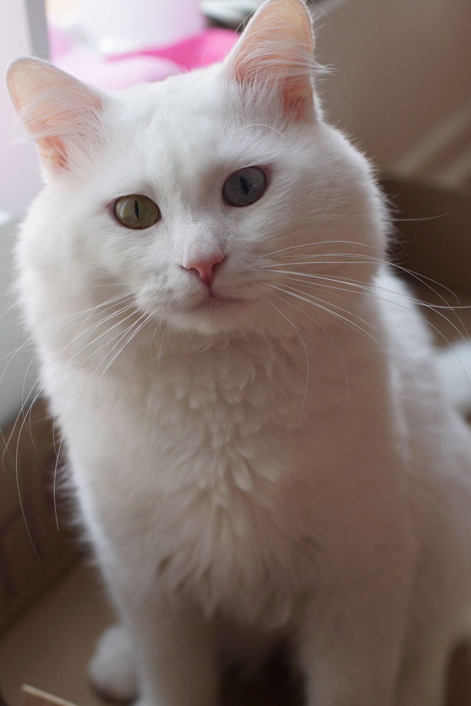 Турецкая ангора кошка фото белая короткошерстная