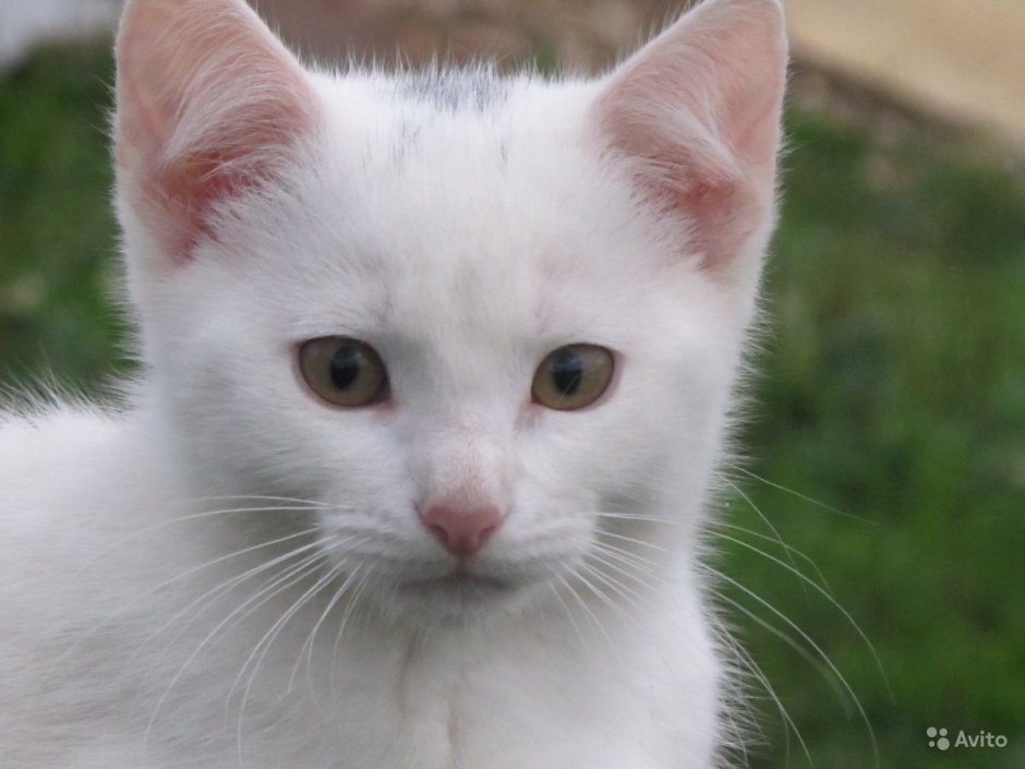 Ангорская кошка короткошерстная