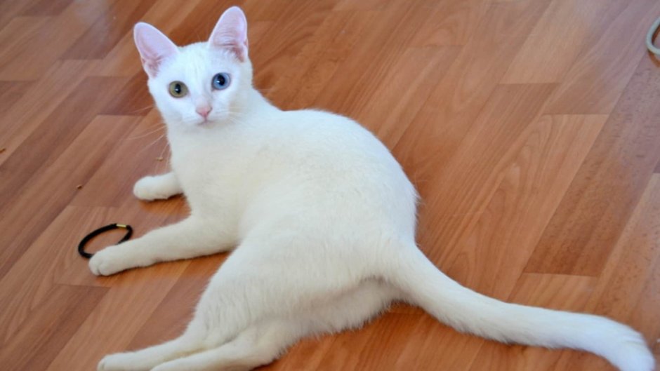 Турецкая ангора кошка короткошерстная