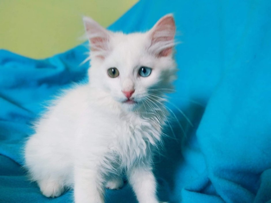 Турецкая ангора