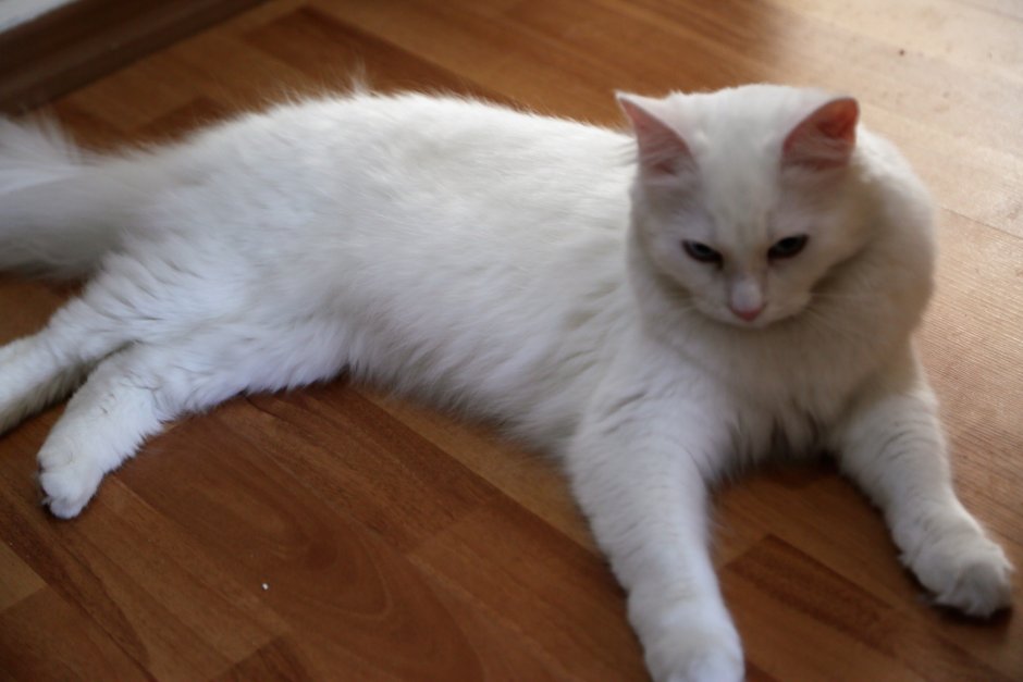 Турецкая ангора вислоухая