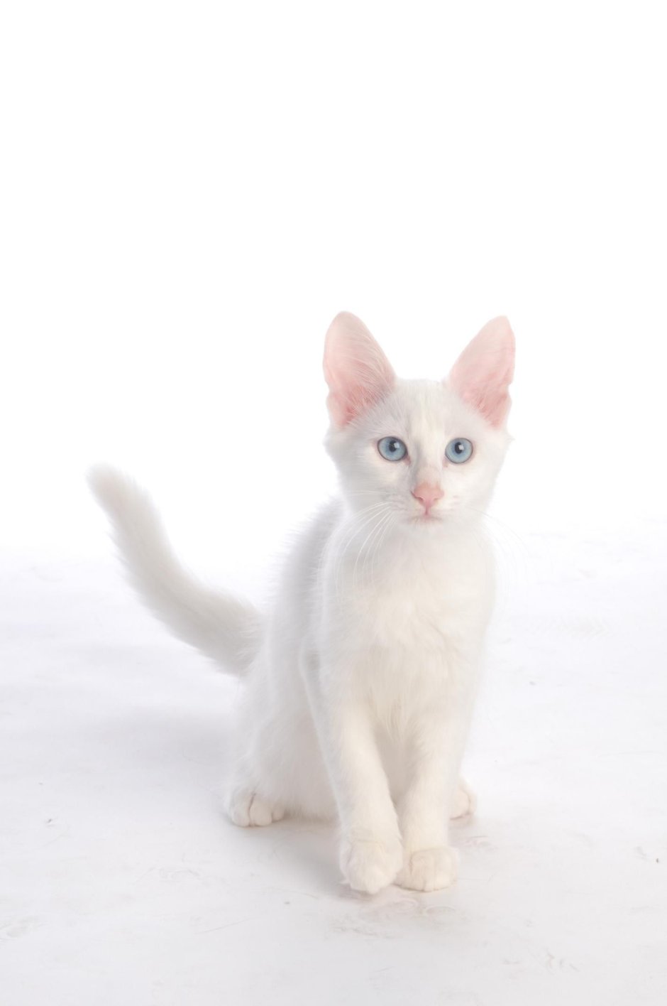 Турецкая ангора кот короткошерстный