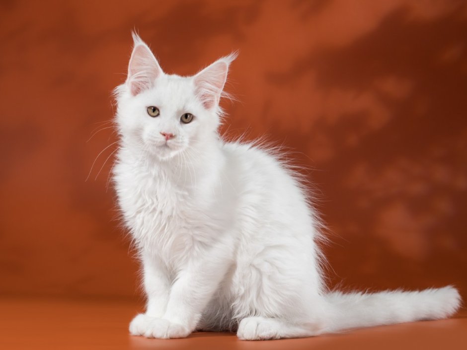 Мейн кун гладкошерстный белый