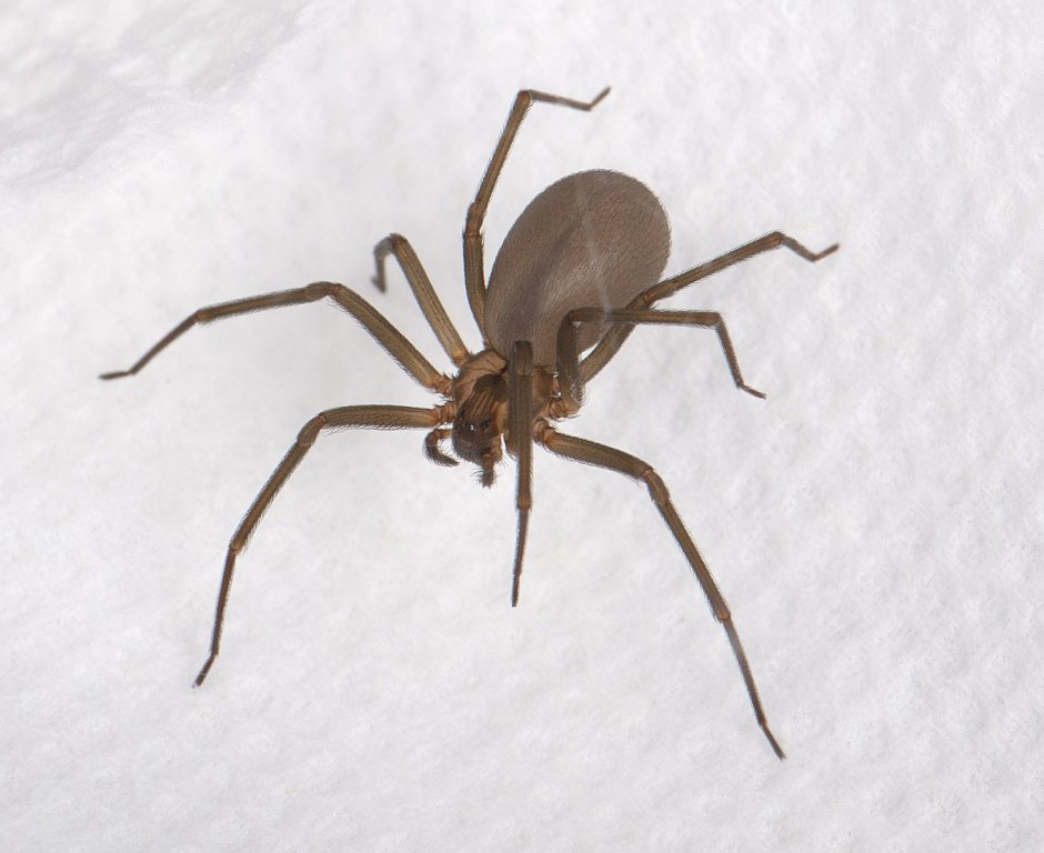 Паук Loxosceles reclusa