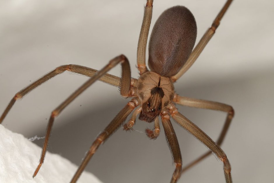 Паук Loxosceles reclusa