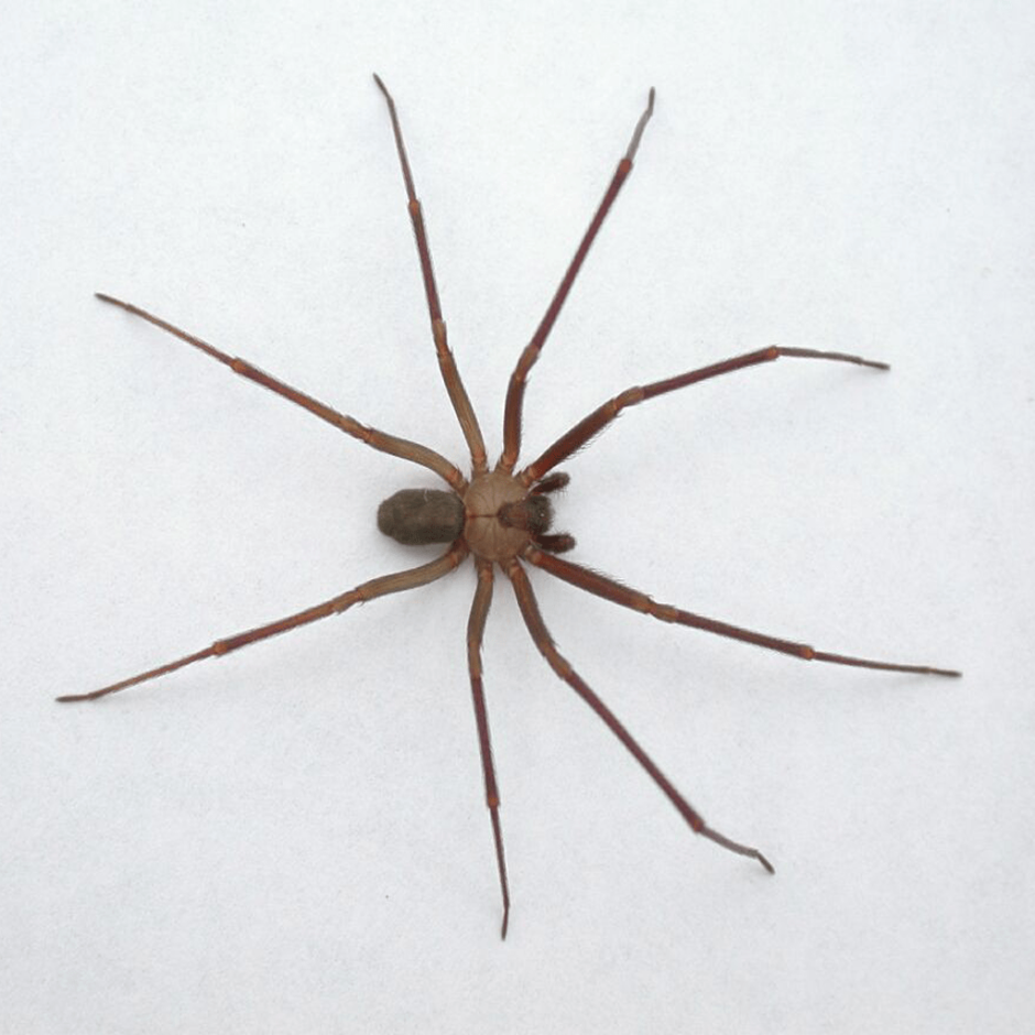 Brown Recluse Spider паук