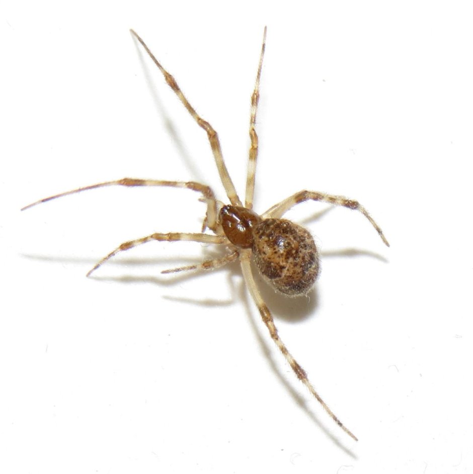 Achaearanea tepidariorum