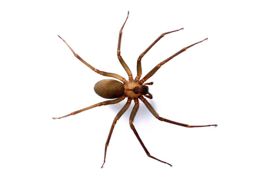 Паук Loxosceles reclusa