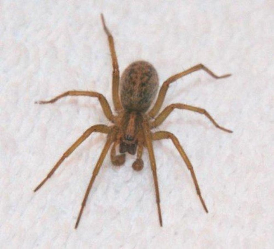 Паук Loxosceles reclusa
