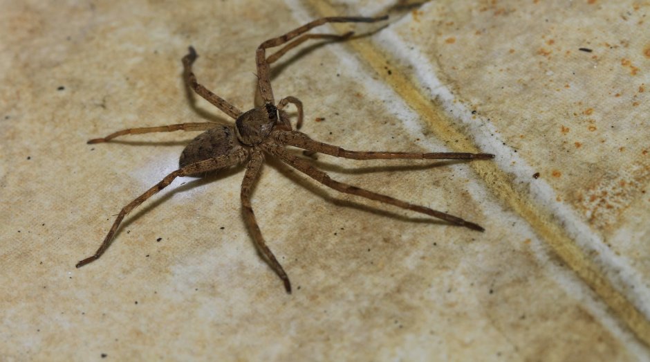 Паук urozelotes