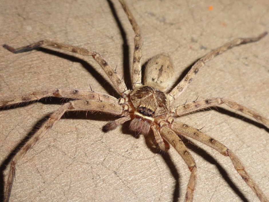 Huntsman Spider паук-охотник