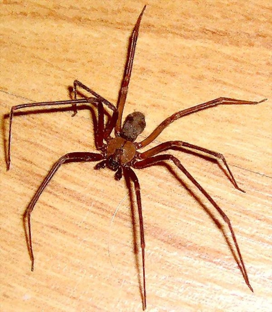 Паук Loxosceles reclusa