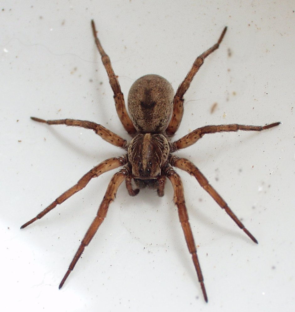 Домовой паук Tegenaria Agrestis