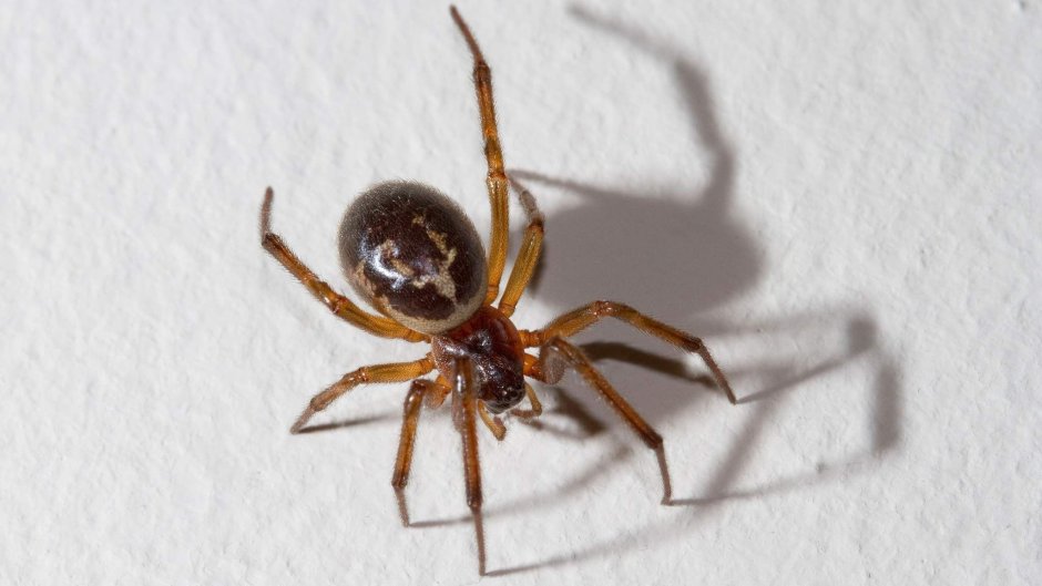 Steatoda Nobilis паук чёрный