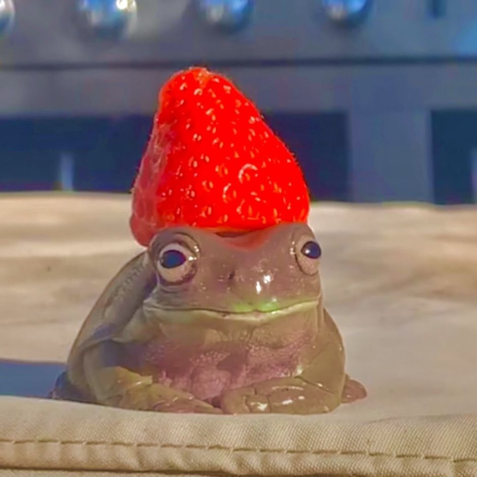 Лягушка с клубникой