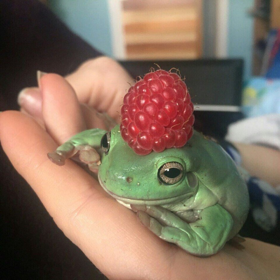 Лягушка с длинными ногами