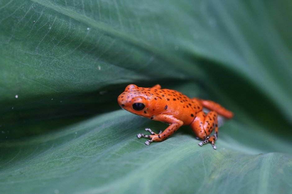 Life Frog виски