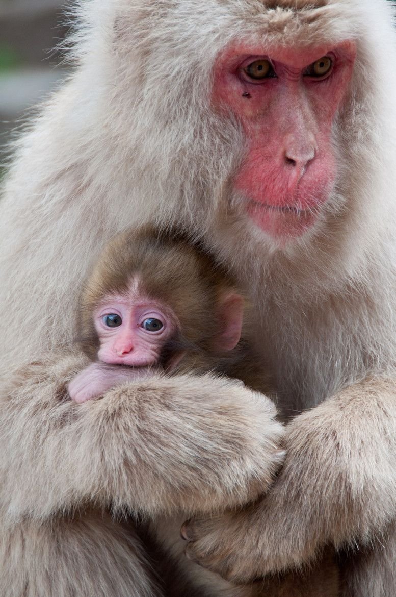 Белая обезьяна