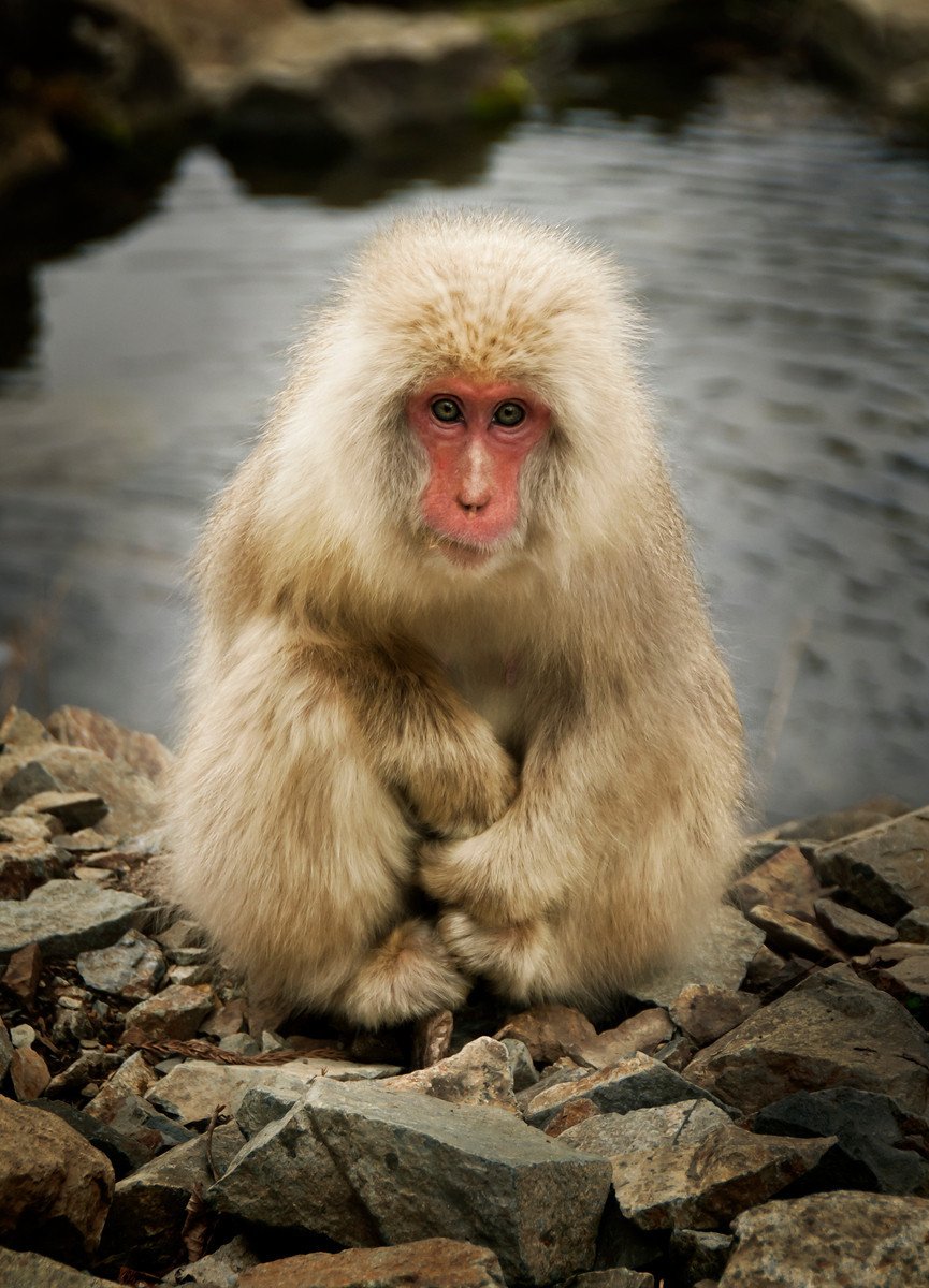 Обезьяна блондин