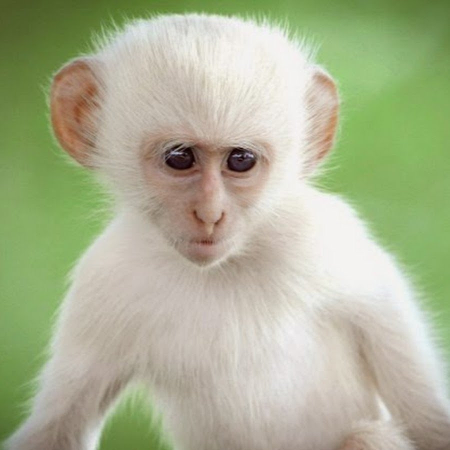 Макака альбинос