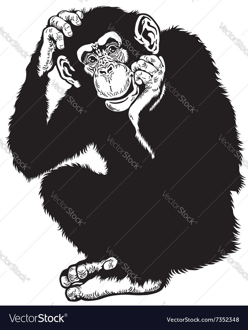 Обезьяна черно белая